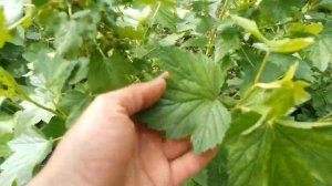 От избытка влаги растения погибают. Последствия ливне