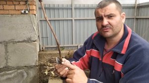 Подготовка саженцев к перешколке