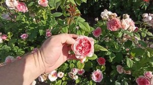 парковые розы Пиано,Джейд,Спирит оф Фридом