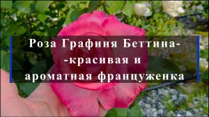 Роза Графиня Беттина--красивая и ароматная француженка