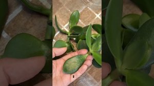 Крассула овата. ОБРЕЗКА и РАЗМНОЖЕНИЕ! 16.05.2025г.