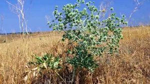 Верблюжья колючка как слабительное средство