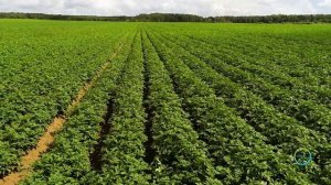 Как правильно выращивать картофель. Ролик 5. Контроль ?