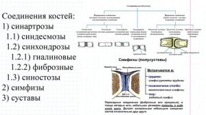 06 ОДА- общая остеология v2