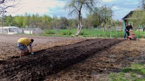 Посадка картофеля мотоблоком под плуг | Дедовский мет?