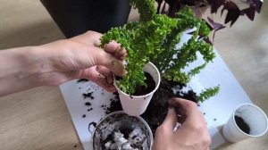 Папоротник Эмина, самый не прихотливый папоротник. Пе?