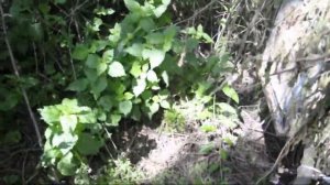 обновление приманки на ловушках поимка роев пчел 04 06 20