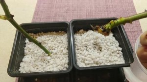 Черенкование роз в перлит.Обзор  через ДВА месяца посл