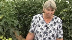 Важно! Что делать с томатами в теплице. Советы агроном?