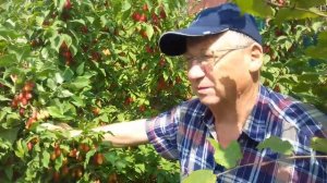 Фундук Трапезунд,кизил Семен.Райский сад.Утопия от Ни?