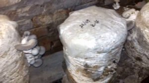 Грибы в подвале? / вешенки прут/грибы 2020!