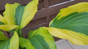 Хоста Monkey Busines(Манки Бизнес).