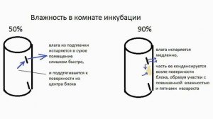 Влажность на инкубации вешенки. Почему примордии веше
