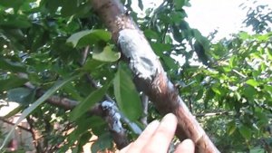 Чем и как лечить раны на деревьях. Мой опыт.