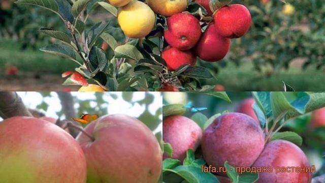 Яблоня обыкновенная Хоней Крисп - Красное раннее 🌿 об