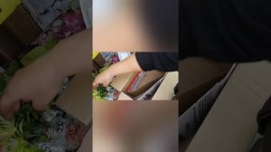 Колеусы.Упаковка для отправки неукорененных черенков