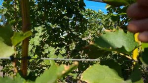 Моё Описание сорта винограда Ведьмины пальцы(хелоуин)