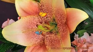 Лилия ла-гибрид Свит Дизайр 🌿 обзор: как сажать, луков