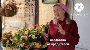 Что делать с черенками БЕГОНИИ, приобретенными у Ани (9