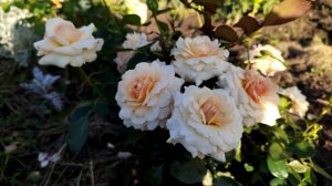 роза Marjolaine ® (SAUniber)Bernard Sauvageot Франция, 2000Флорибунда (Florib