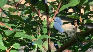 Жимолость Морена. Новый взгляд на старый сорт. 27.05.24