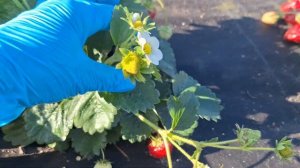 Сорт клубники  НСД  Флорис