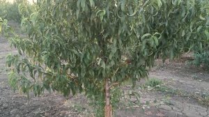 Нектарин Орион, подвой Бест, 2й сезон вегетации.