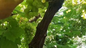 Когда нужно срезать гроздь винограда, чтобы не ошибит?