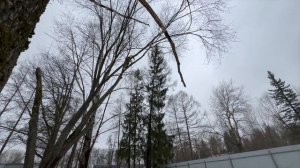 Сложное дерево. Как работают арбористы? Соревнования ?