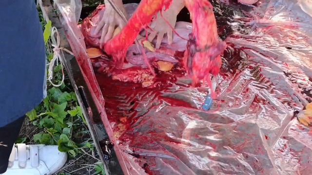 Бата. Мал союлуп жатат смотреть онлайн