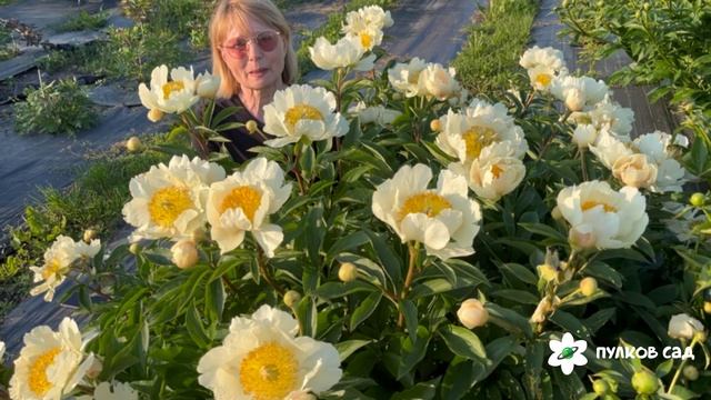 Claire De Lune peony. Клэр Де Люн пион. Пулков сад (2025 г.) смотреть онлайн
