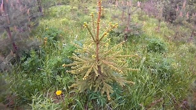 Молодая ель смотреть онлайн