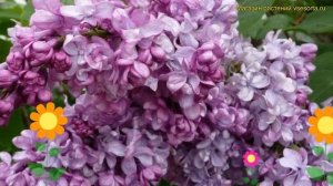 Сирень обыкновенная на штамбе Генерал Першинг. Кратки