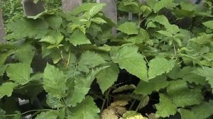 Ежевика Прайм Арк Фридом, по 100грн