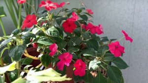 БАЛЬЗАМИН Комнатный или Ванька  Мокрый - стоит ли его в