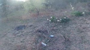 Как избавиться от пырея ? Перекопка участка для посадк