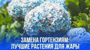 Прощай, гортензия: 5 растений, которые выживают в зной и станут заменой любимцам садоводов