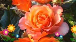 Роза чайно-гибридная Верано. Краткий обзор, описание х