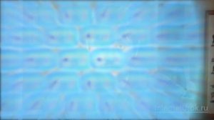 Размножение. Видеоурок по биологии 7 класс