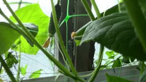 Обзор сортов огурцов в теплице - Семена от Гавриш, Семе