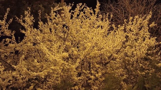 Flowering tree at night / Цветущее дерево ночью смотреть онлайн