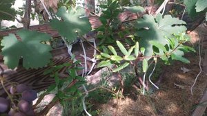 Виноград из косточки на 25 августа. Ягода  и гроздь круп