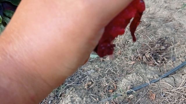 слива Блек Сплендор (Black Splendor) смотреть онлайн