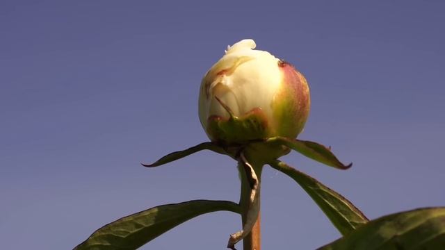 Півонія Duchesse de Nemours на Полях Львівщини смотреть онлайн