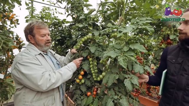 ТОМАТЫ, КОТОРЫЕ НАС УДИВИЛИ. ОБЗОР ЭКСПЕРИМЕНТАЛЬНОЙ ? смотреть онлайн