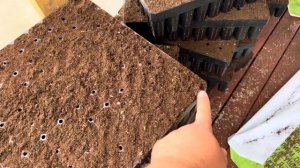 Набивка кассет Торфом-ТПС Торфо-Питательным Субстрат?