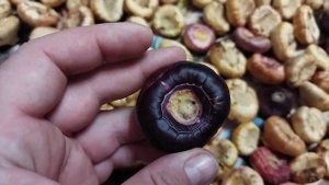 Чистка луковиц гладиолусов после просушки ( gladiolus bulbs)