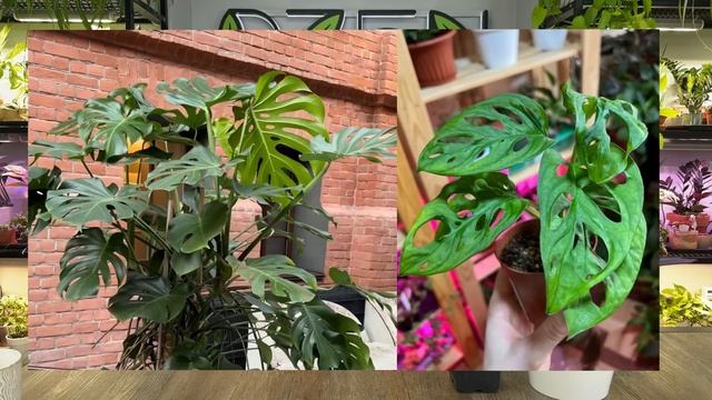 Неприхотливые комнатные растения » Какие растения по?
