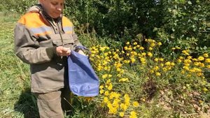 Пупавка красильная. Луговые цветы.