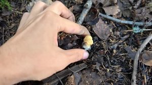 ЭТО ЛУЧШАЯ ТИХАЯ ОХОТА 2025! БЕЛЫЕ ГРИБЫ ПОШЛИ МАССОВО, П